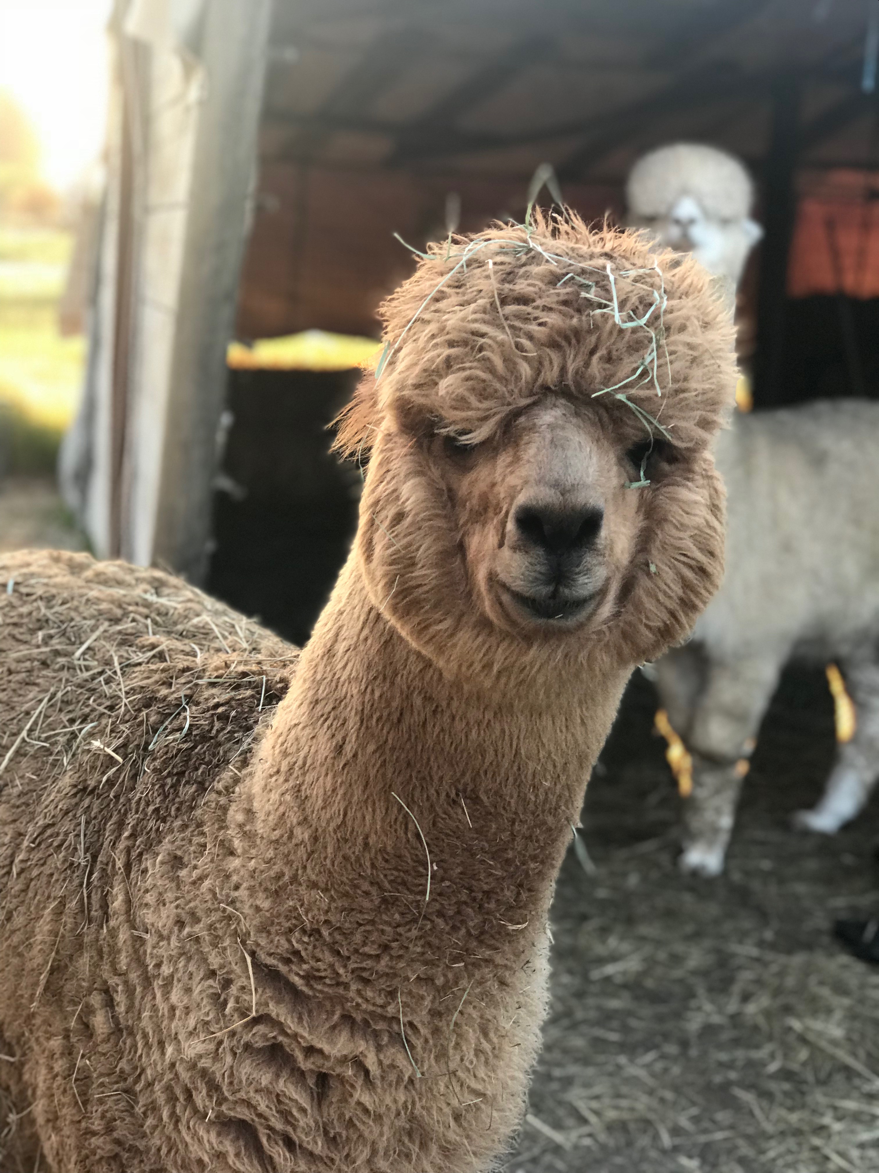 近距离羊驼体验