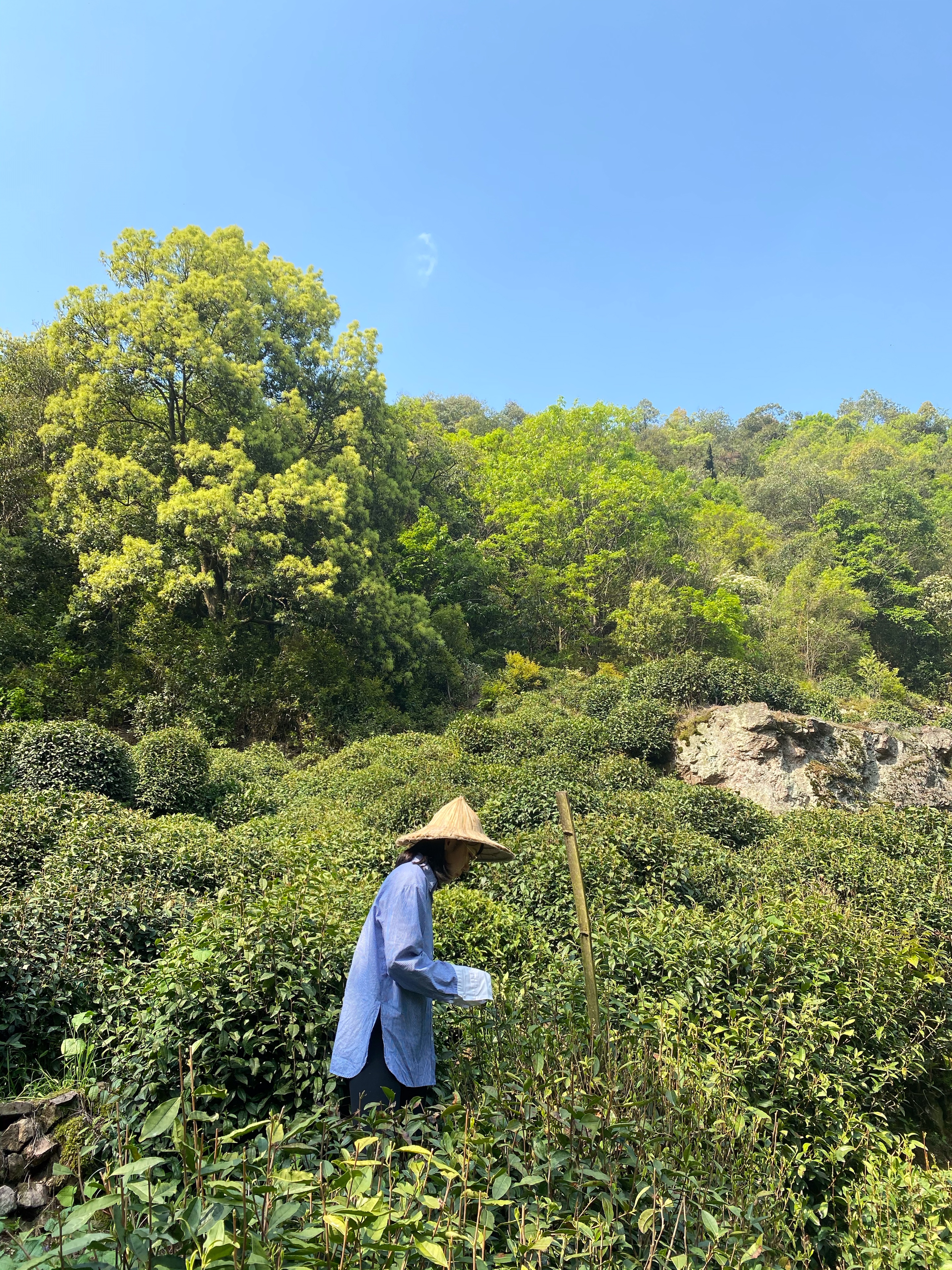 如果有茶叶可采,那就来感受一下茶姑娘的一天