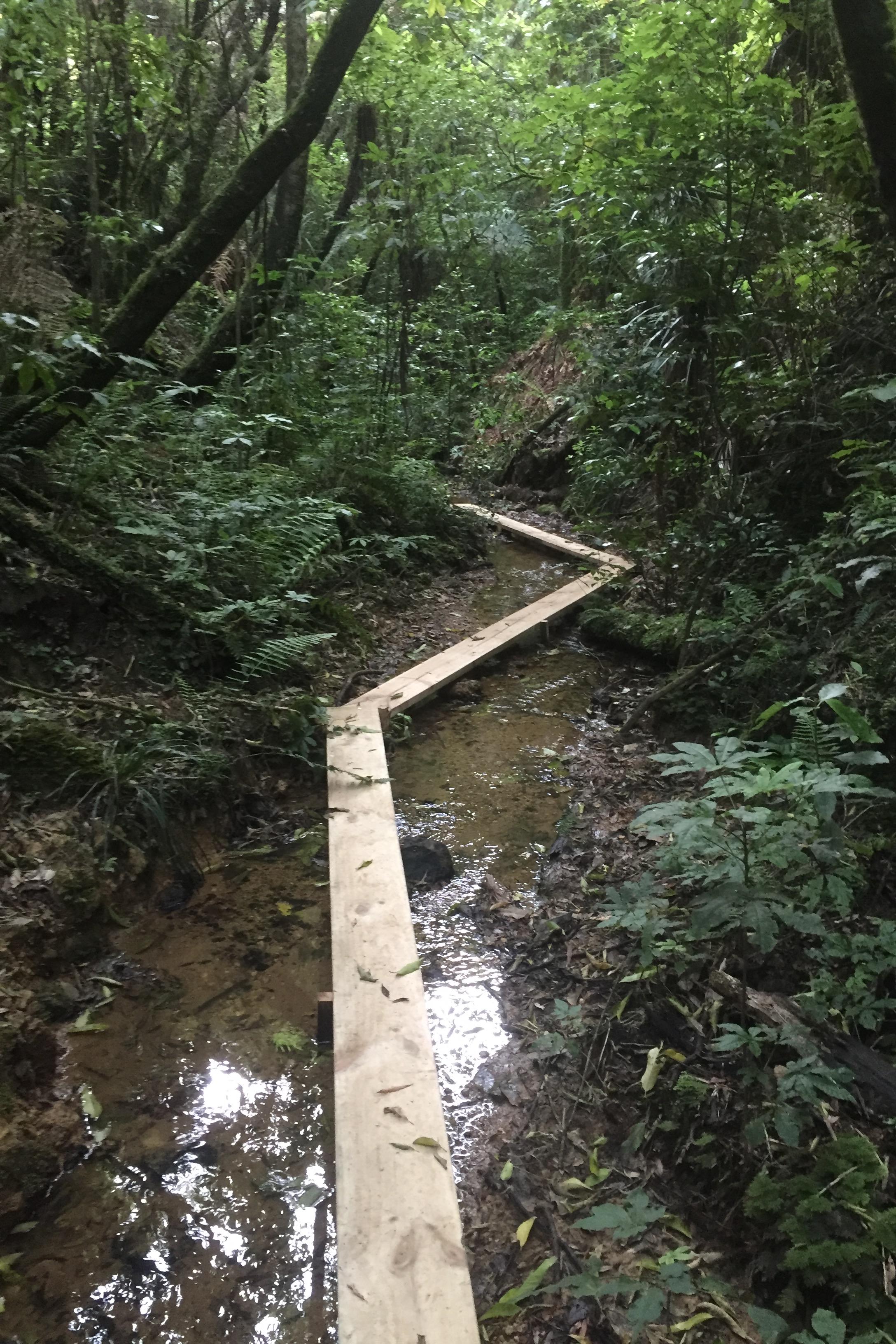 view glowworms on an auckland farm