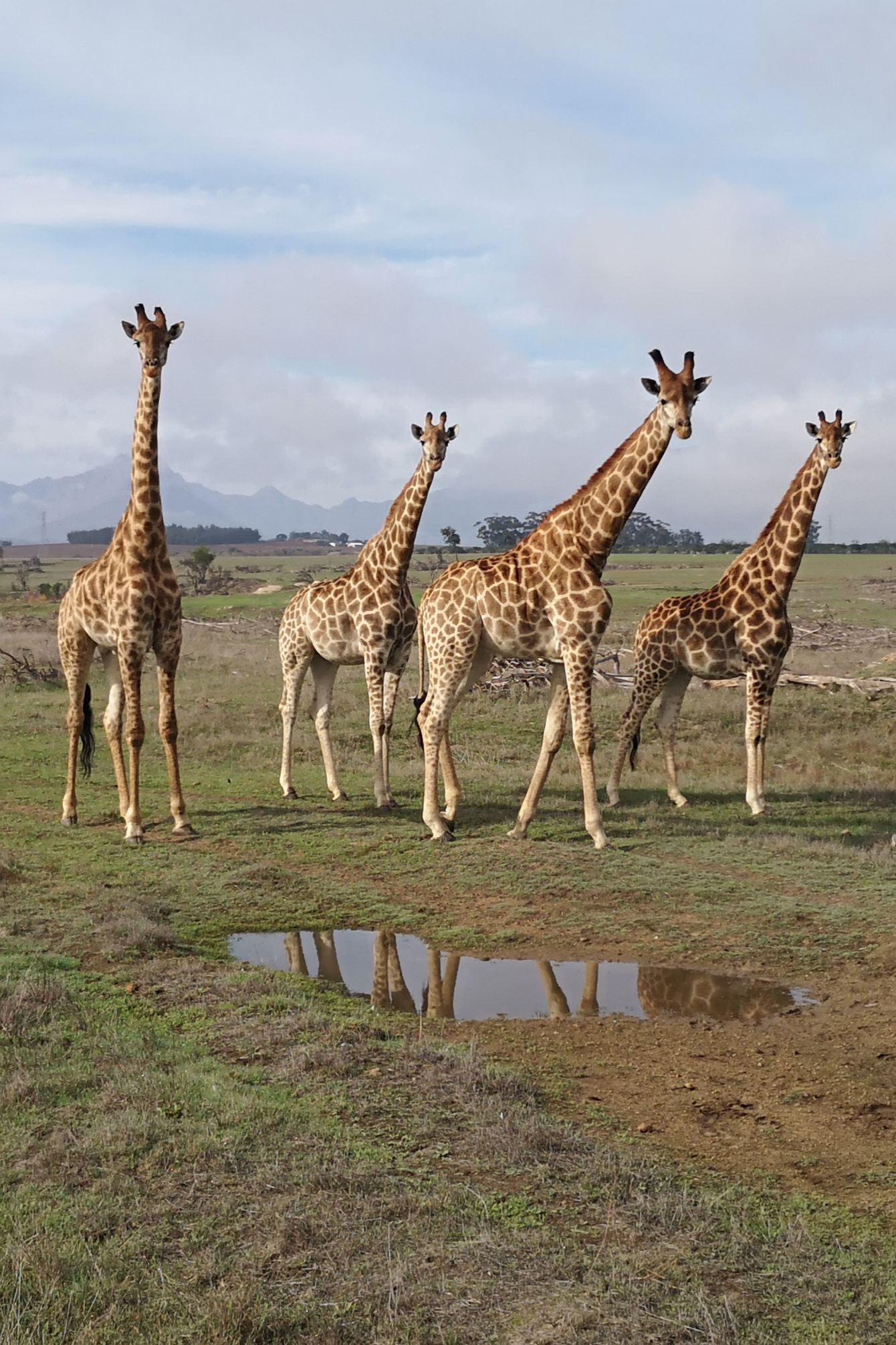 线上实时畅游南非野生动物园