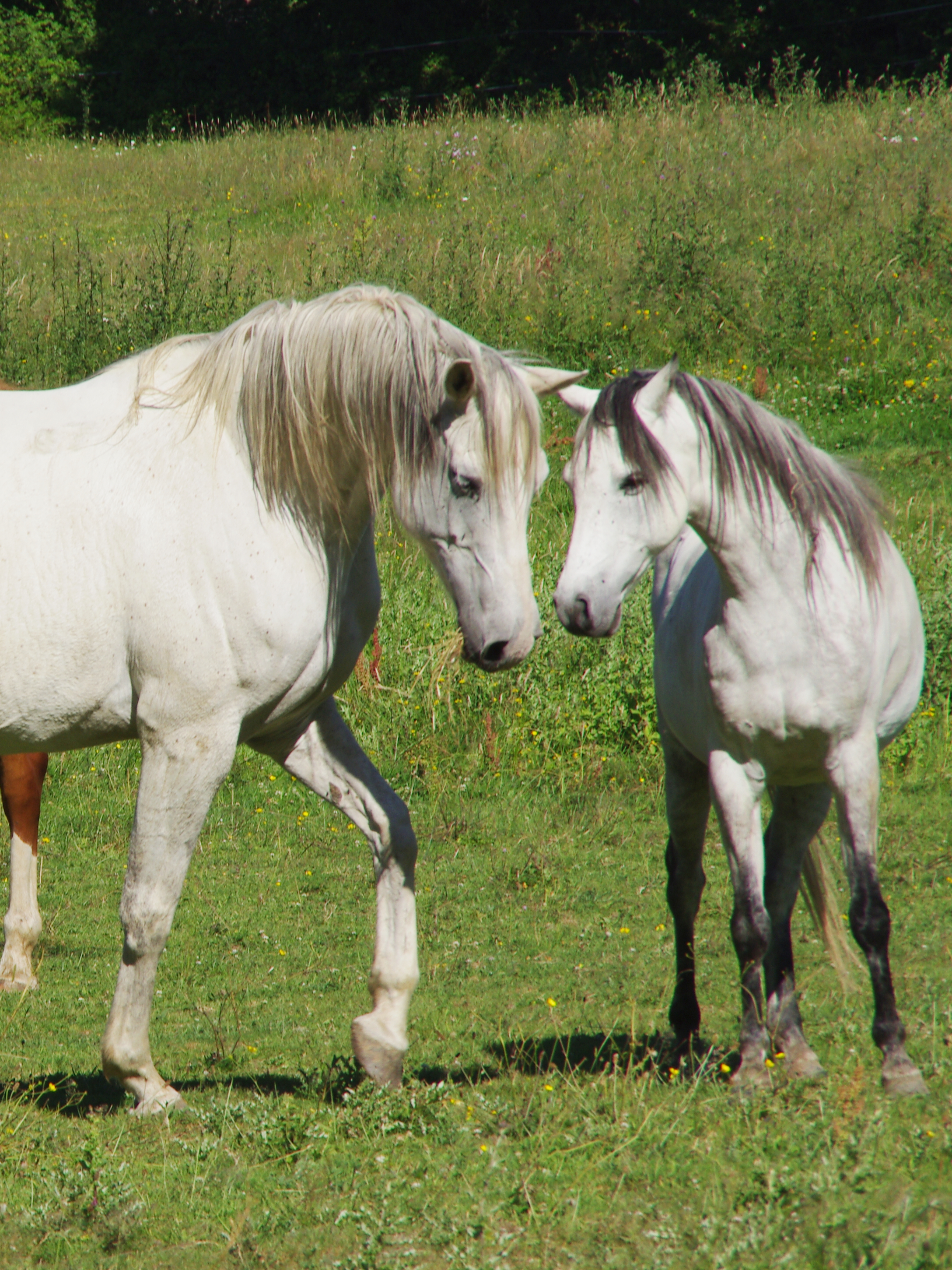 学习马儿的语言