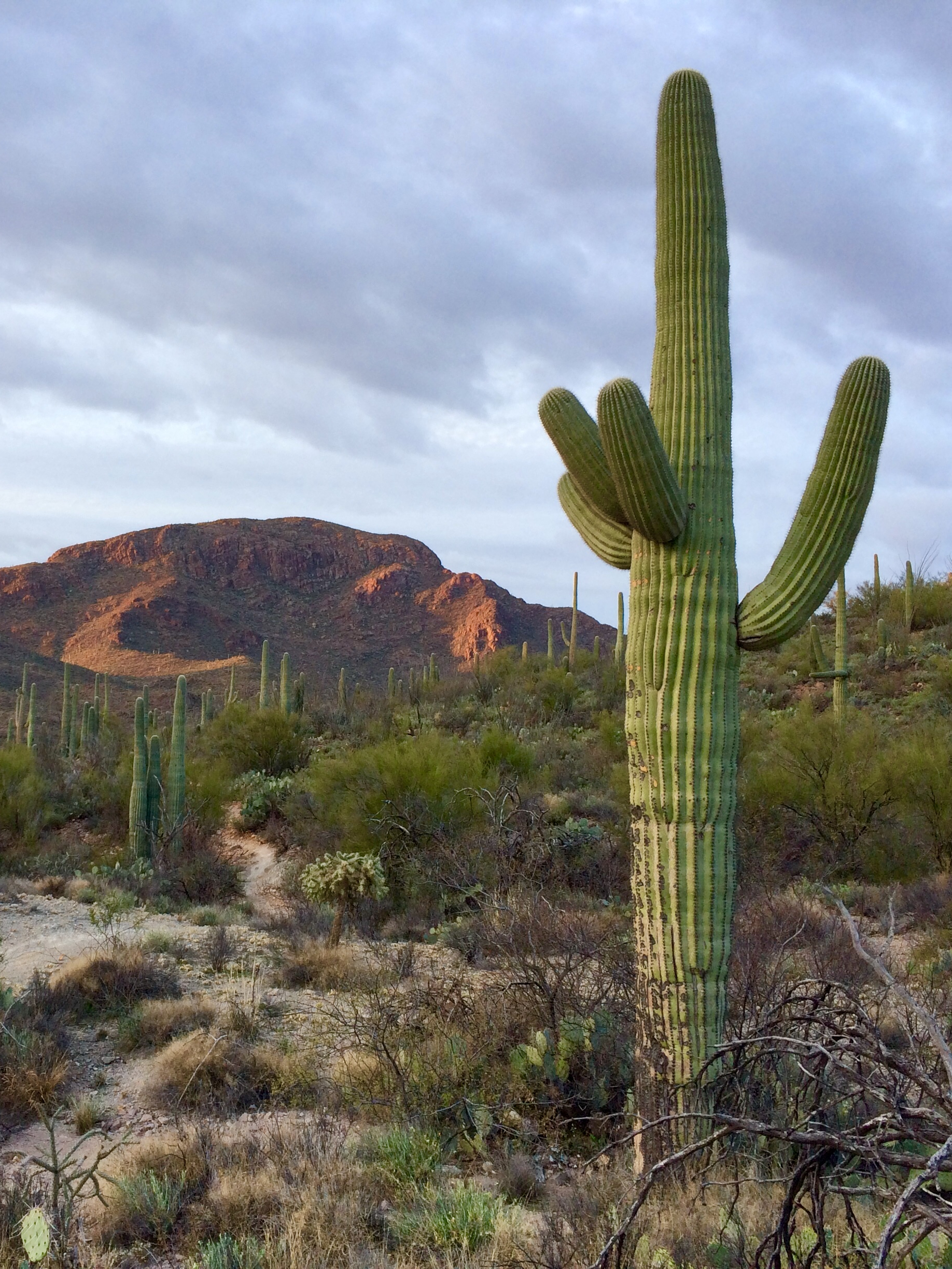 跟随当地图森南人徒步探寻巨柱仙人掌