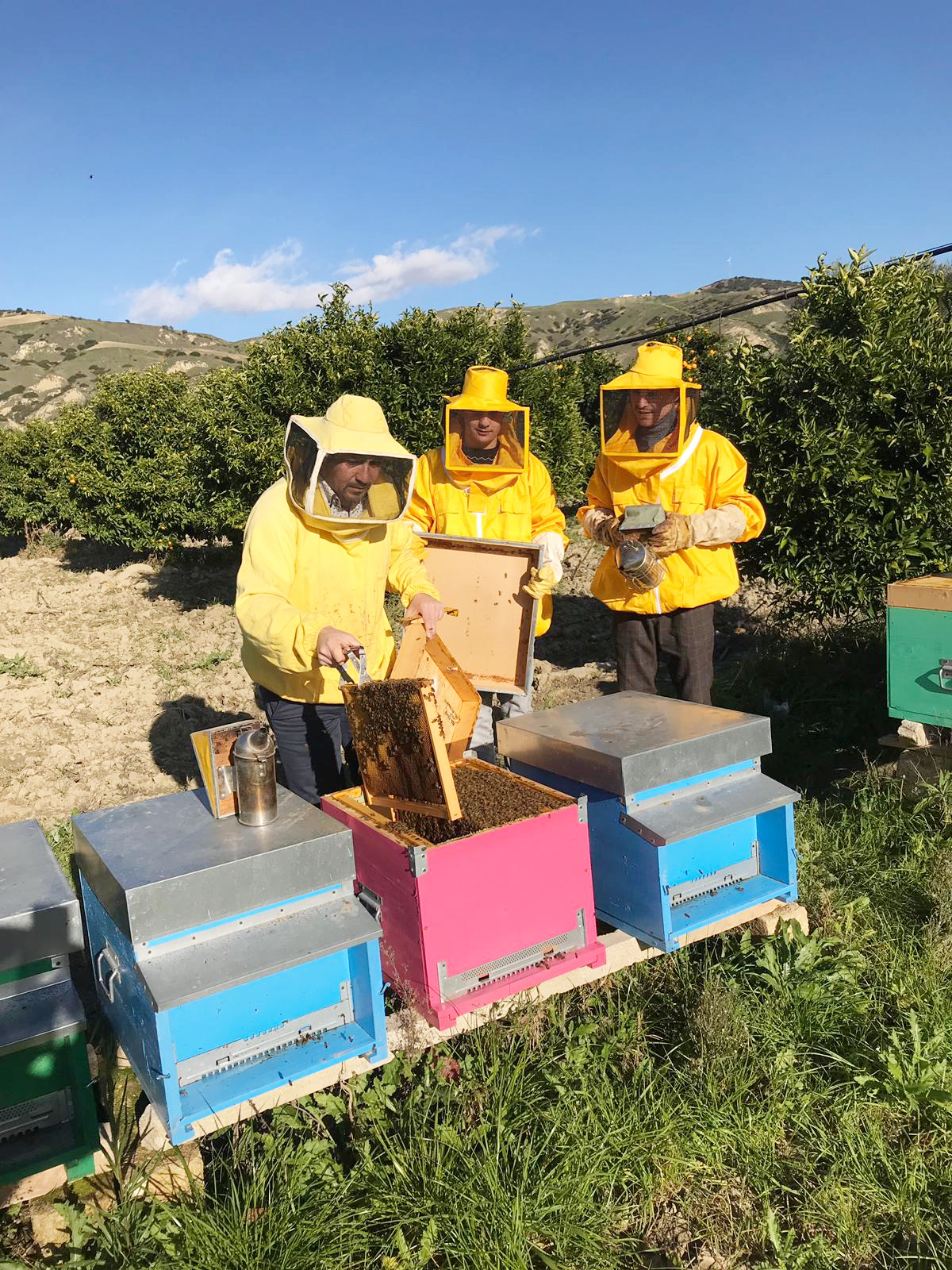 在格罗托莱当一天养蜂人