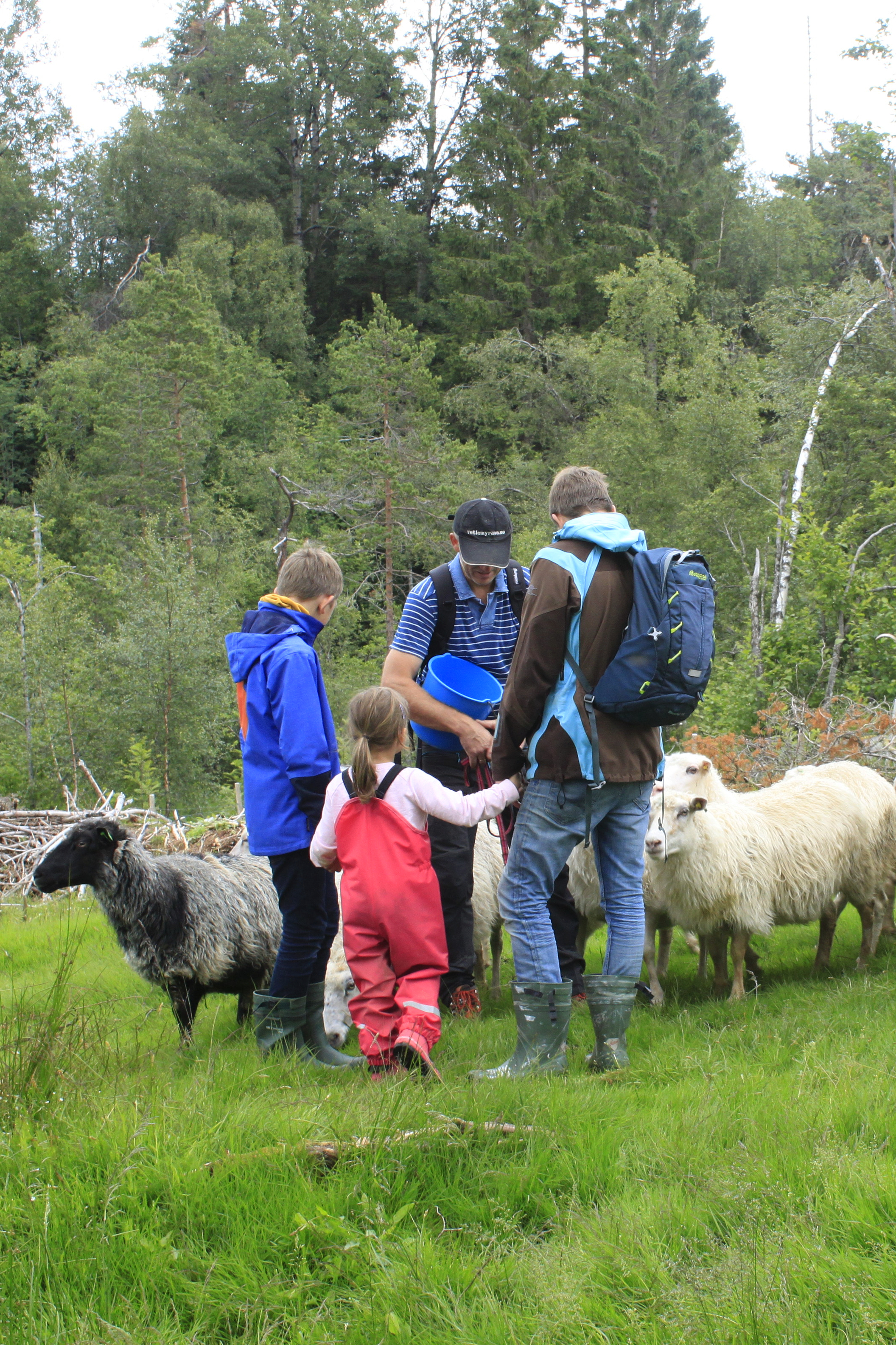 herding sheep with dog. - airbnb