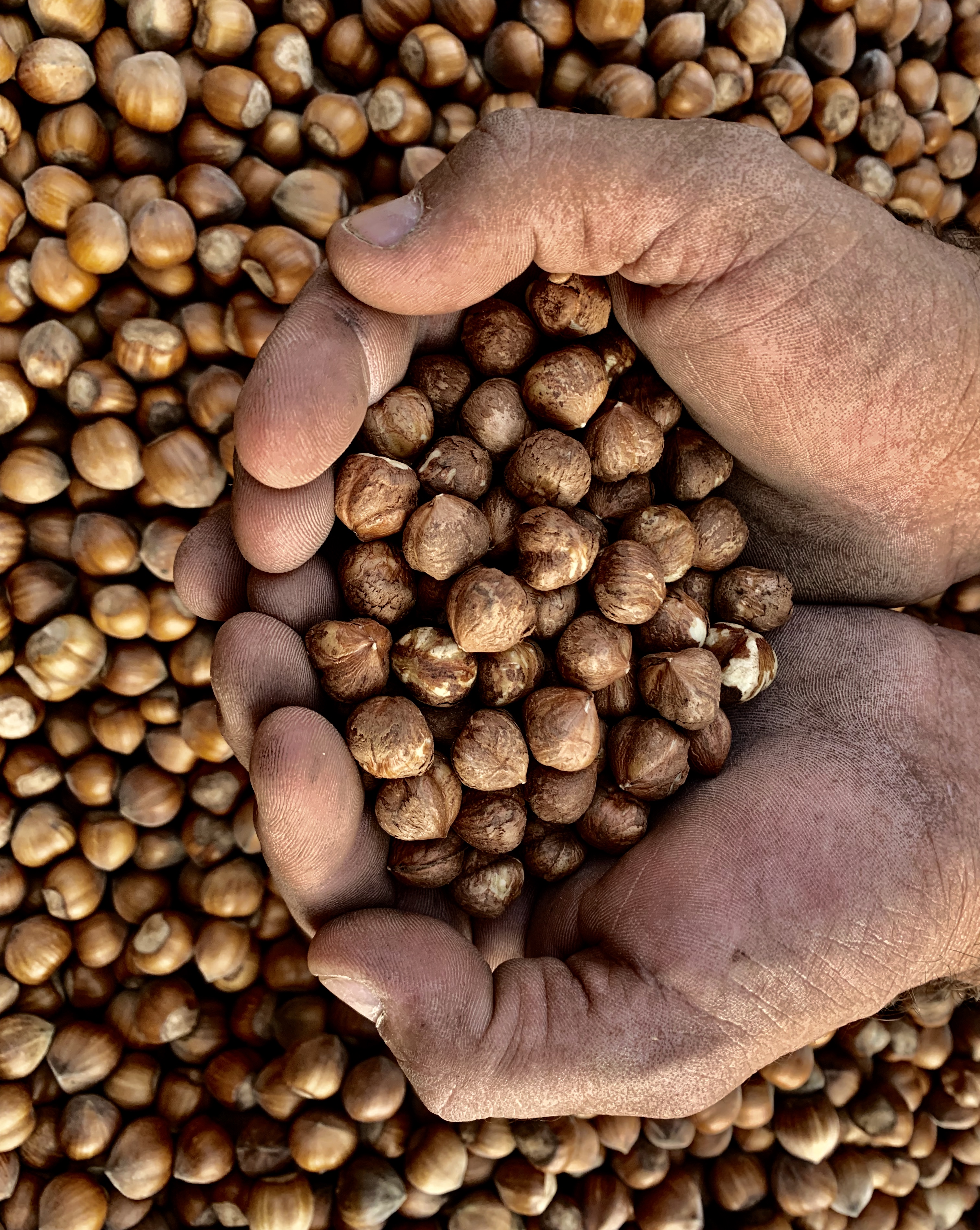 探索皮埃蒙特榛子产区